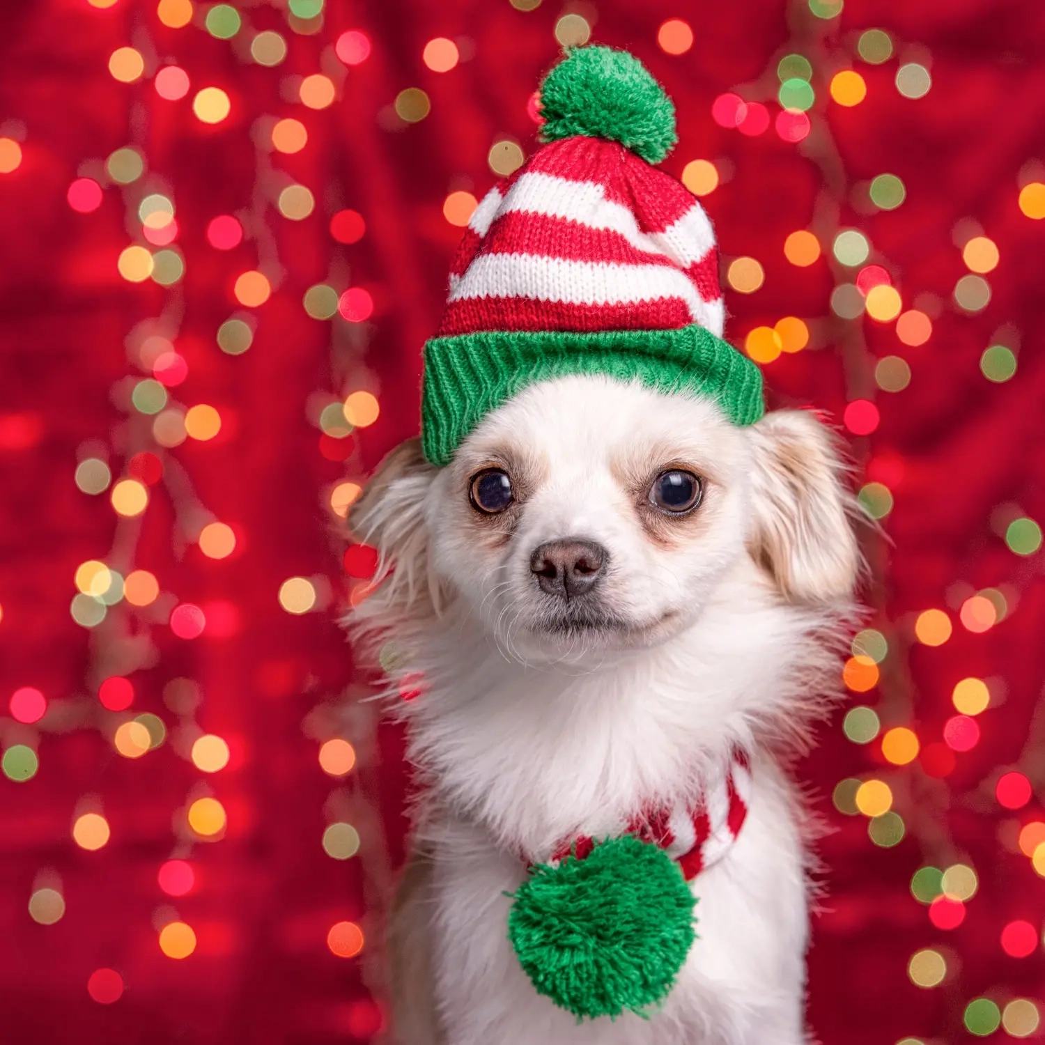Weihnachtskostüm Xmas für Hunde, sortiert - Weihnachtstextilien und Accessoires - 8720573630252 - 2