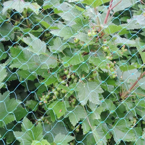 Amselnetz 4x5m dehnungsfrei 18mm Maschenweite - Beerennetze - 6430040626436 - 0