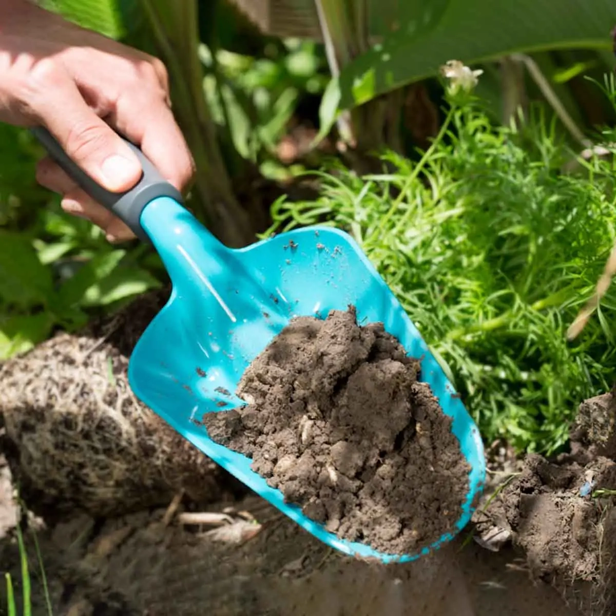 Pflanzkelle L Gardena Classic breit - Pflanzwerkzeuge und Erdbohrer - 4078500023696 - 2