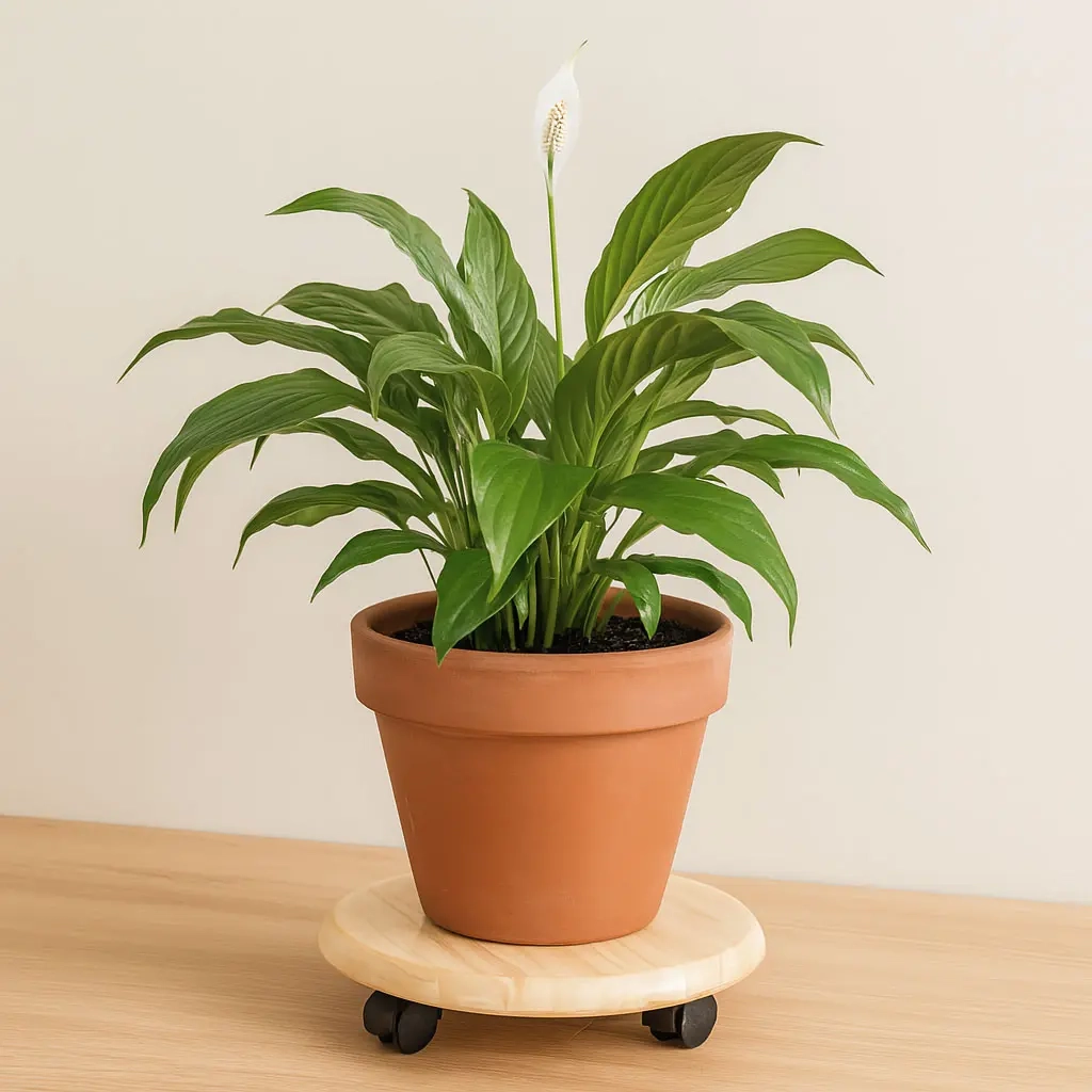 Transportplattform 50kg 30cm, Blumenunterlage Flo - Transportplatten - 6438471309423 - 1