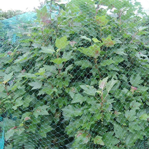 Amselnetz 4x5m dehnungsfrei 18mm Maschenweite - Beerennetze - 6430040626436 - 1